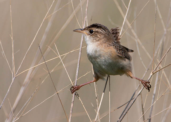 sedge wren