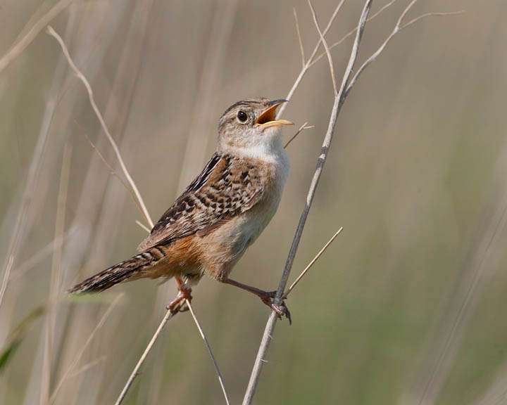 sedge wren