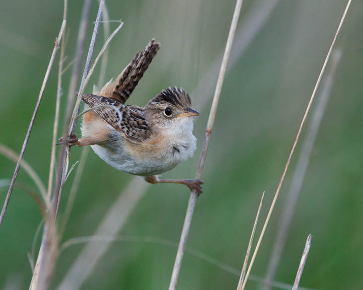 sedge wren