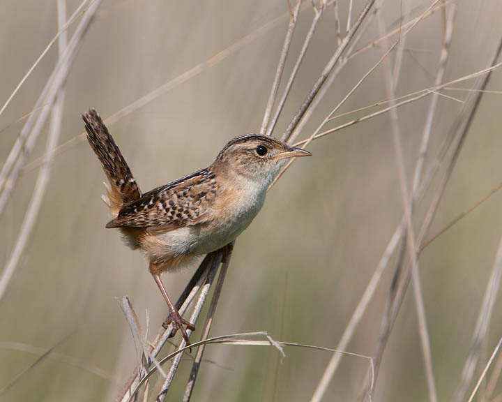 sedge wren