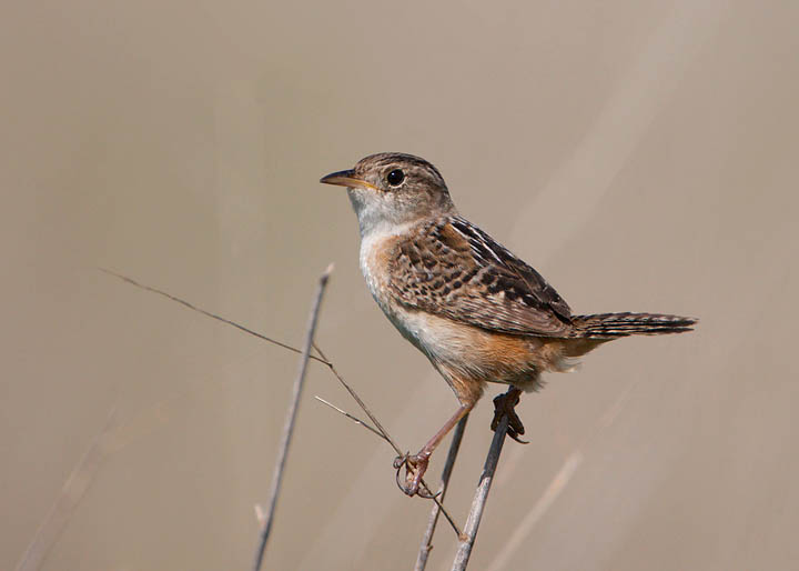 sedge wren