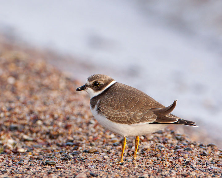 Semipalmated Plover