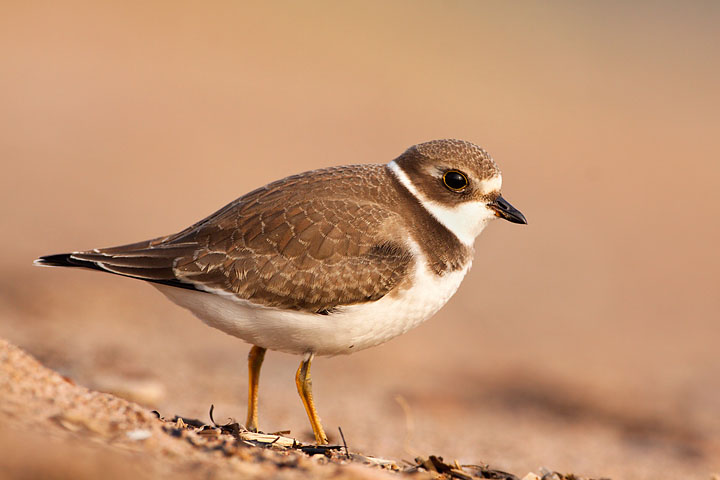 Semipalmated Plover