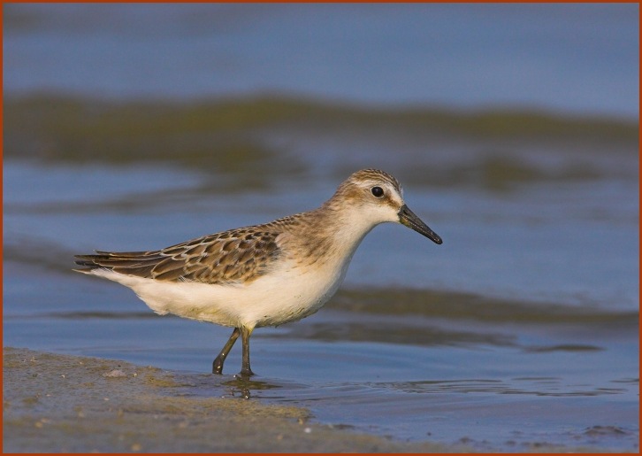 semi-palmated sandpiper