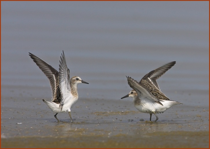 semi-palmated sandpipers