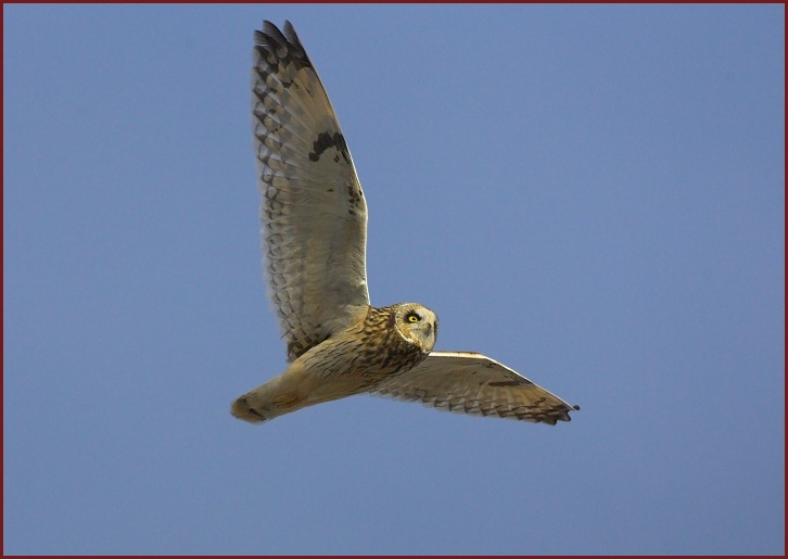 short-eared owl