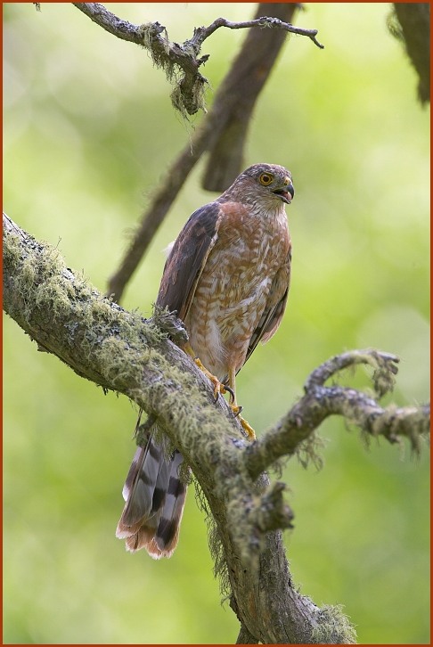 sharp-shinned hawk