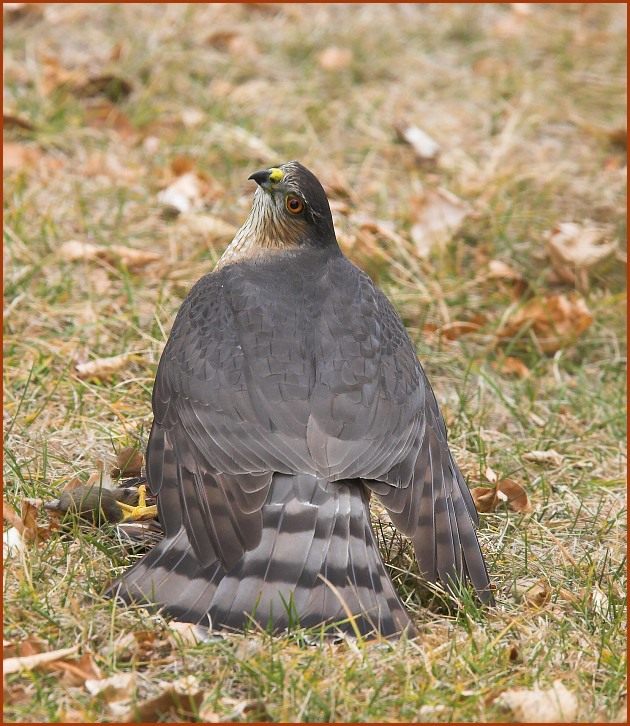 sharp-shinned hawk