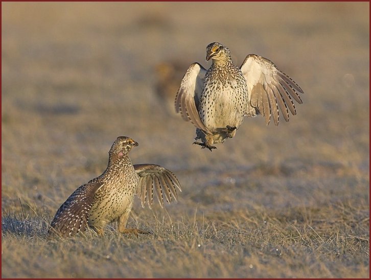 sharp-tailed grouse