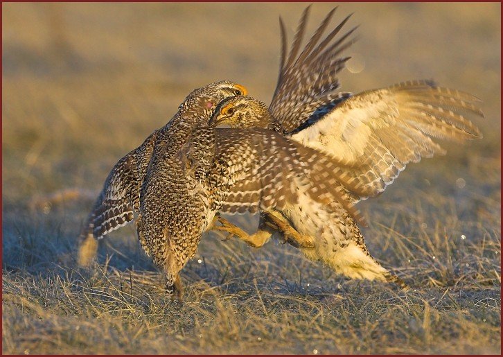 sharp-tailed grouse