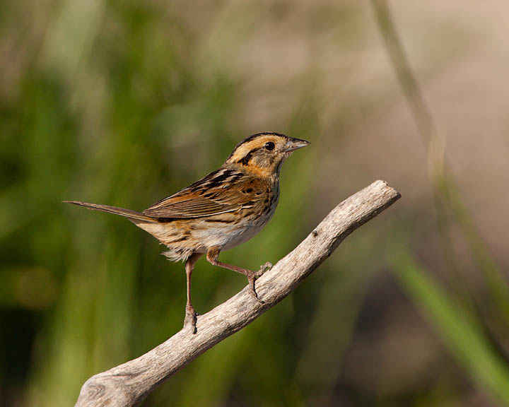 Nelson's sharp-tailed sparrow