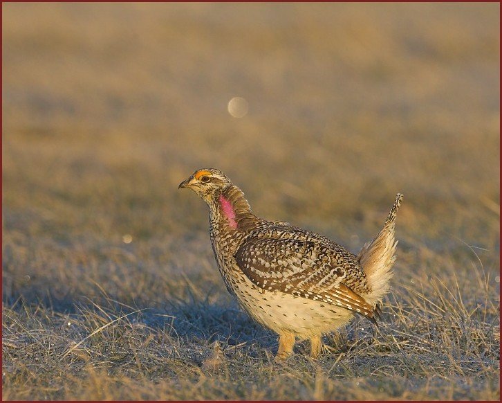 sharp-tailed grouse