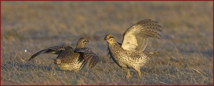 sharp-tailed grouse