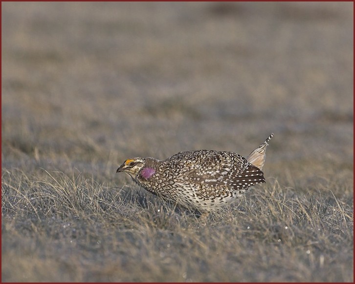 sharp-tailed grouse