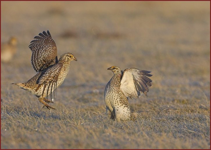 sharp-tailed grouse