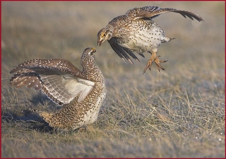 sharp-tailed grouse