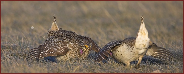 sharp-tailed grouse