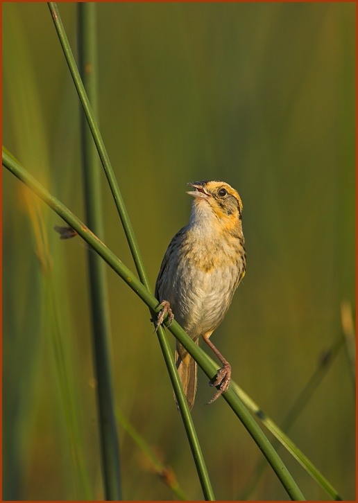 Nelson's Sharp-tailed Sparrow