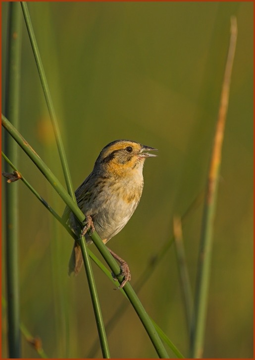 Nelson's Sharp-tailed Sparrow