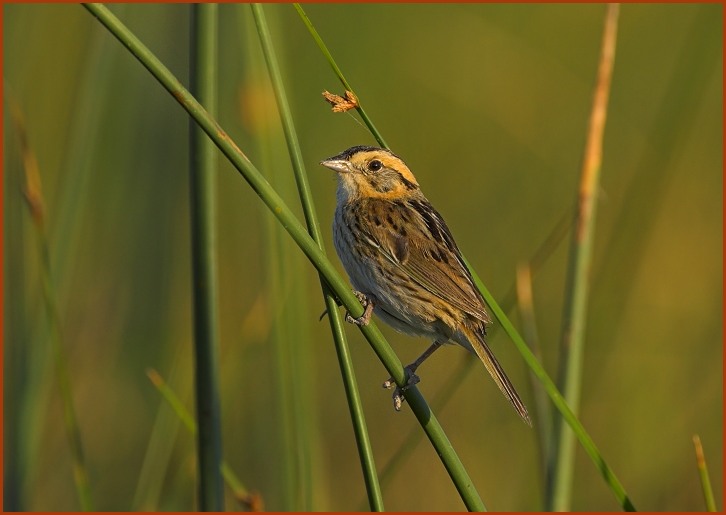 Nelson's Sharp-tailed Sparrow