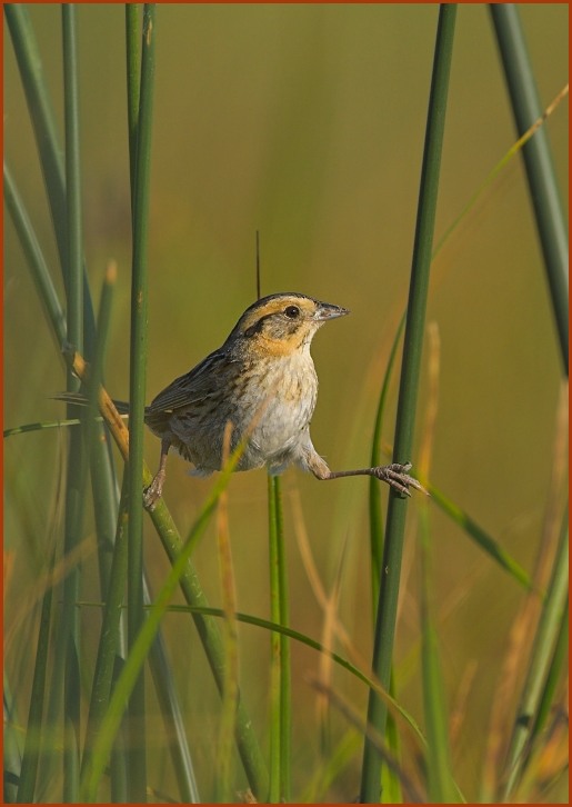 Nelson's Sharp-tailed Sparrow