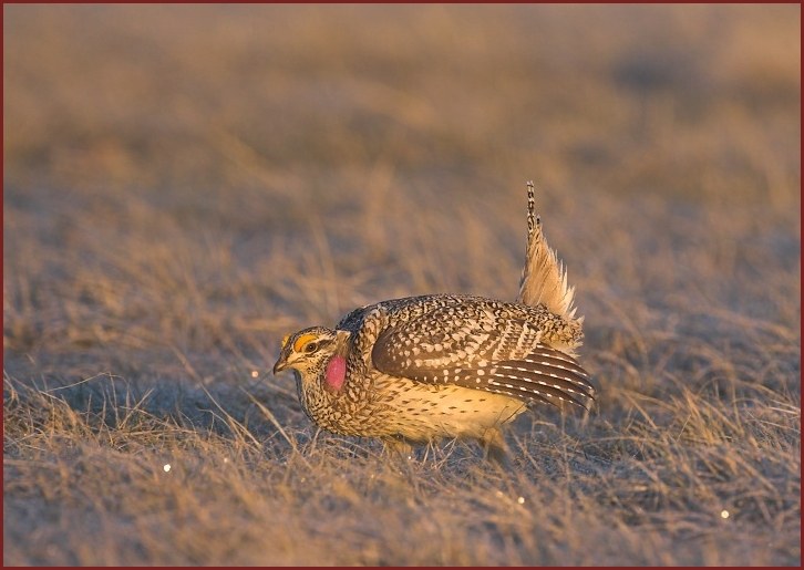 sharp-tailed grouse