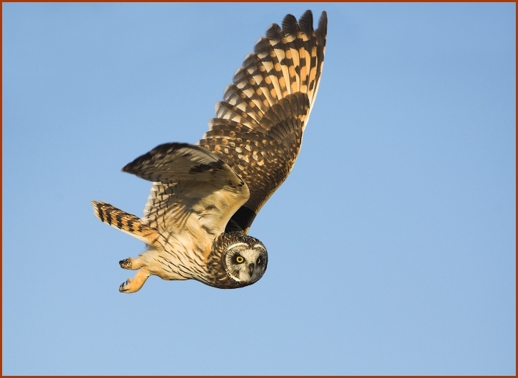 short-eared owl