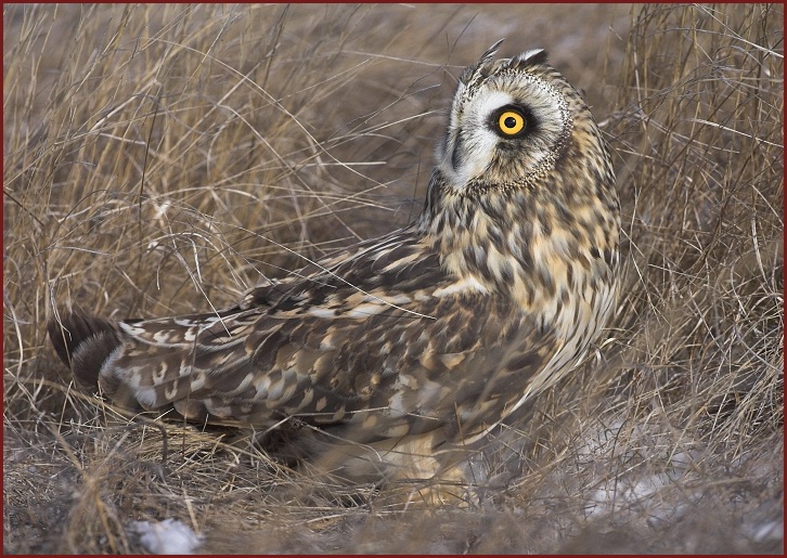 short-eared owl