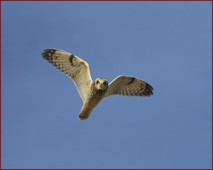 short-eared owl