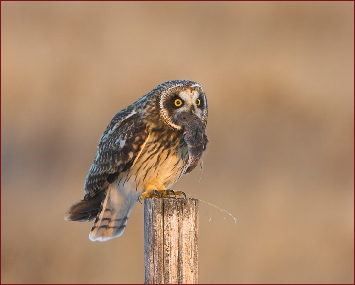 short-eared owl