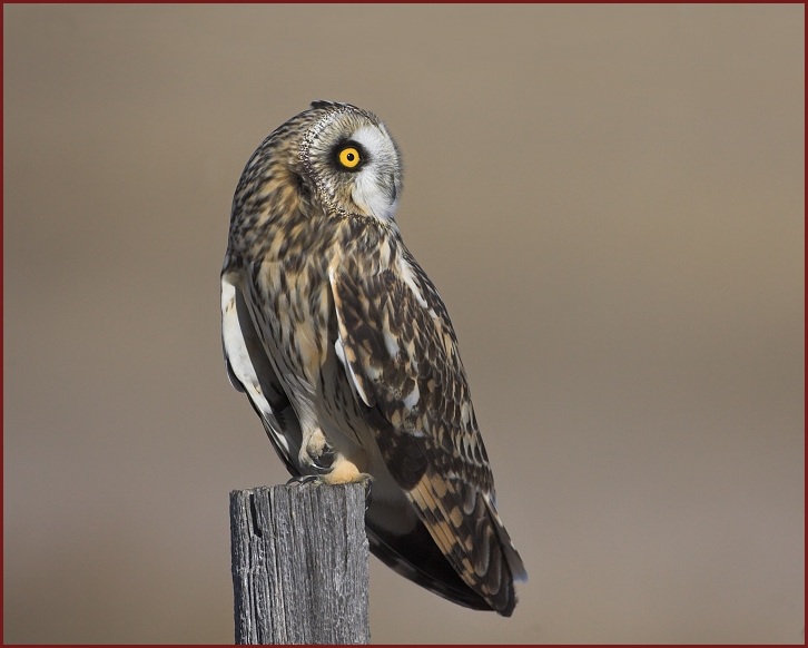 short-eared owl