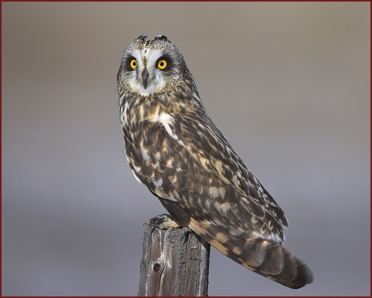 short-eared owl