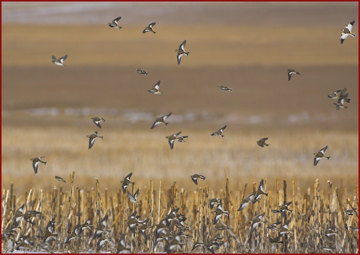 snow buntings