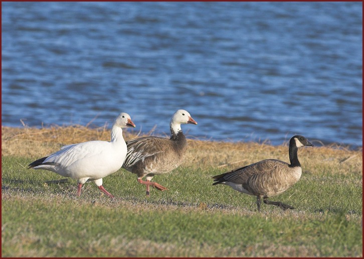 snow goose, cackling goose