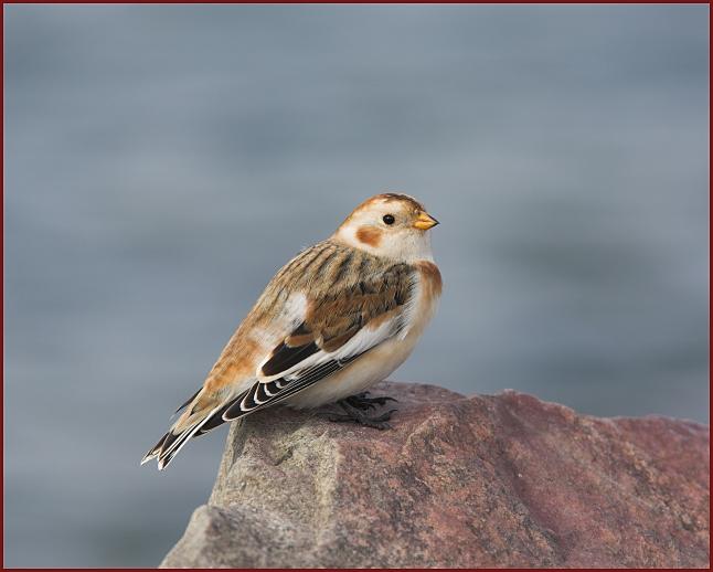 snow bunting