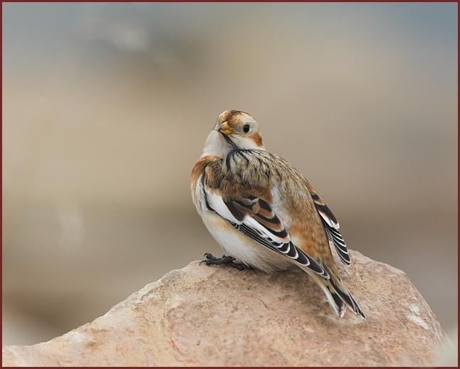 snow bunting