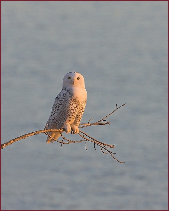 snowy owl