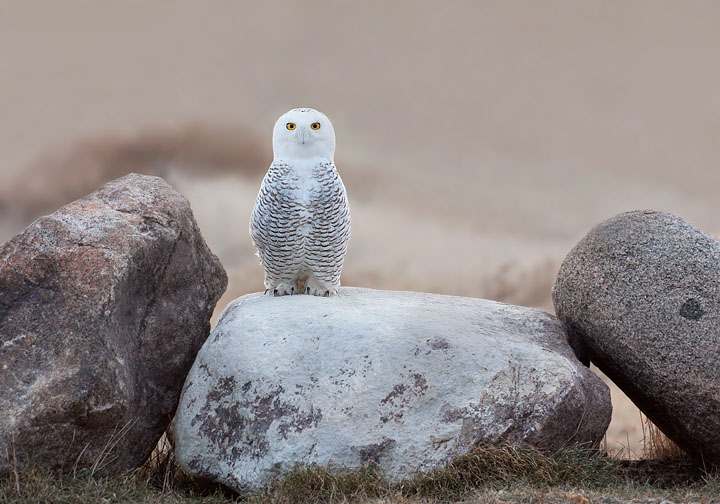 snowy owl