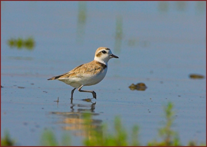 snowy plover