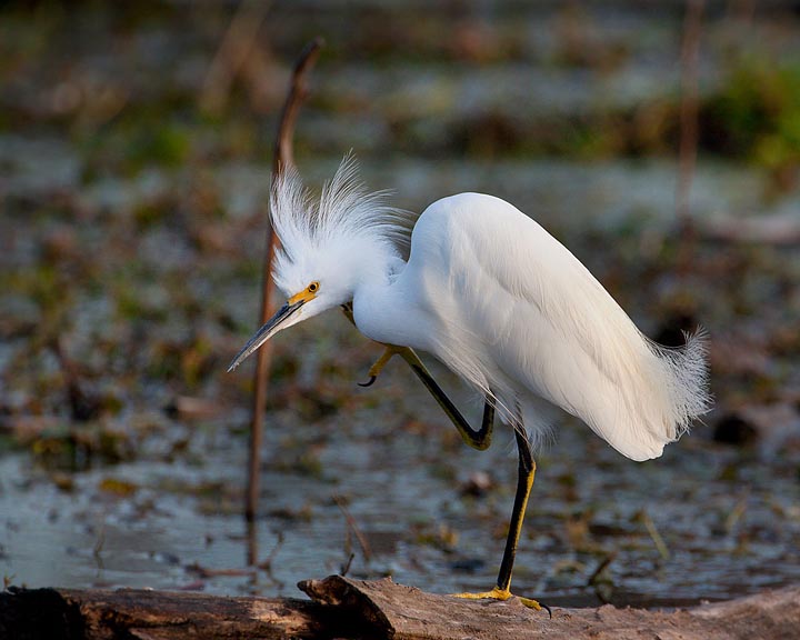 snowy egret