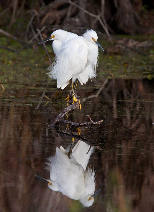 snowy egret