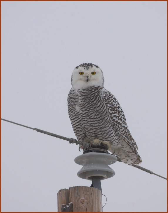 snowy owl