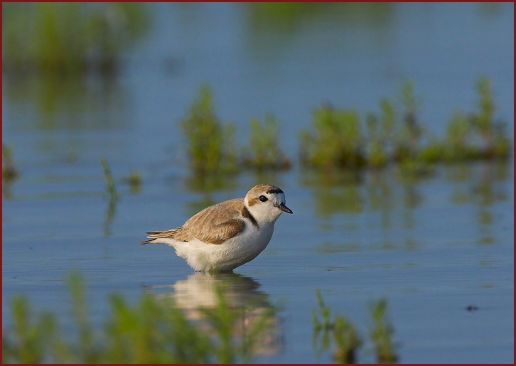 snowy plover