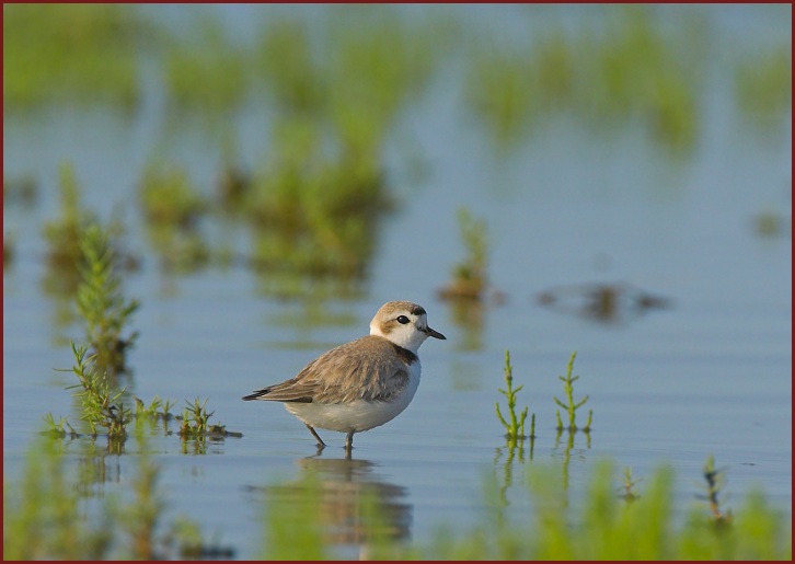 snowy plover