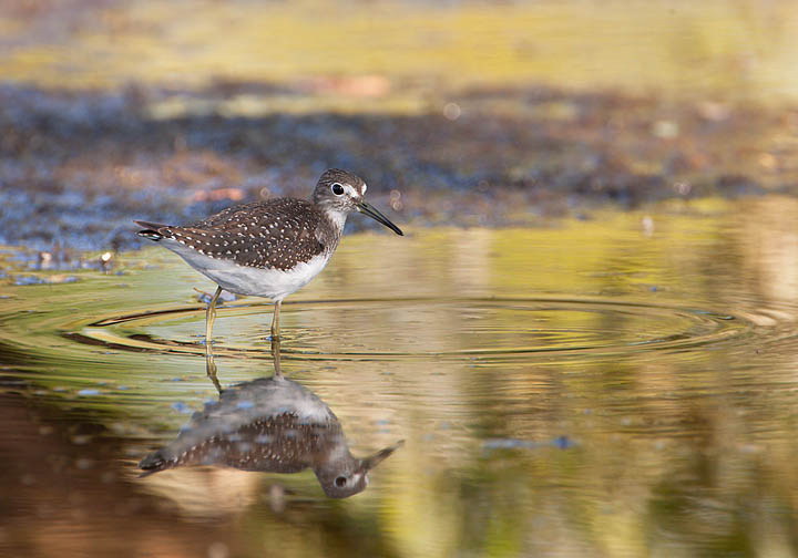 solitary sandpiper