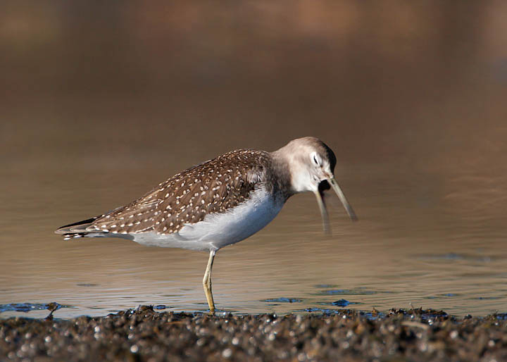 solitary sandpiper