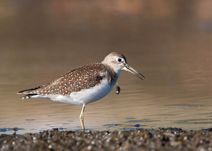 solitary sandpiper