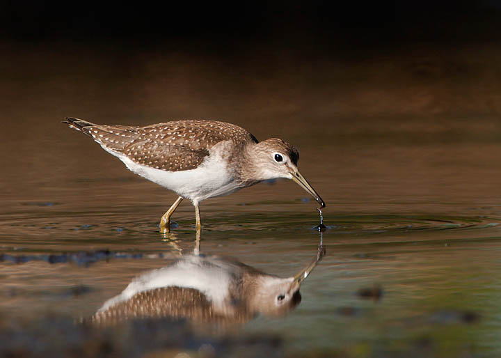 solitary sandpiper