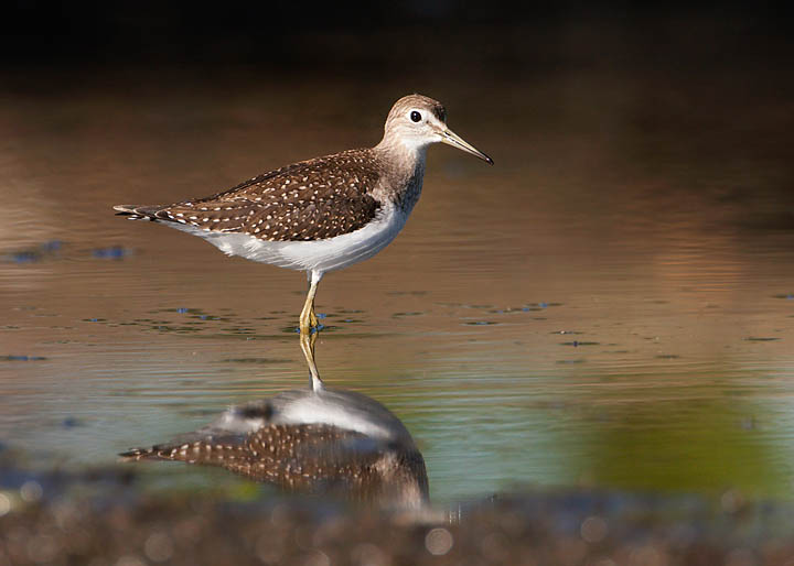 solitary sandpiper