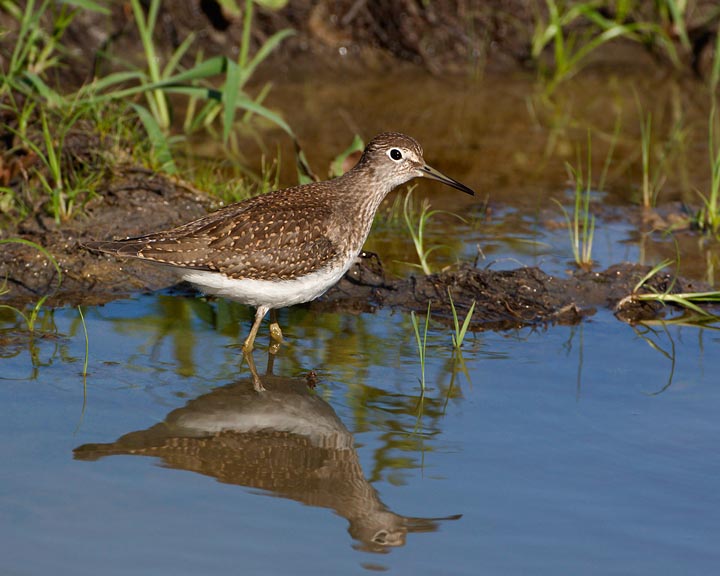 Solitary Sandpiper